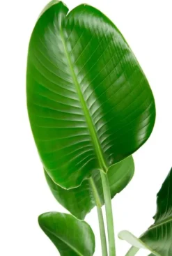 Strelitzia nicolai - Paradijsvogelplant