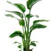 Strelitzia Nicolai - Paradijsvogelplant