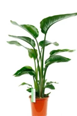 Strelitzia Nicolai - Paradijsvogelplant