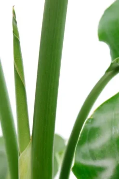 Strelitzia Nicolai - Paradijsvogelplant