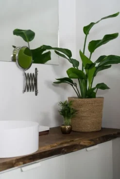 Strelitzia Nicolai - Paradijsvogelplant