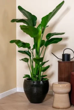 Strelitzia Nicolai - Paradijsvogelplant