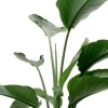 Strelitzia Nicolai - Paradijsvogelplant