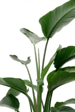 Strelitzia Nicolai - Paradijsvogelplant