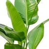 Strelitzia nicolai - Paradijsvogelplant