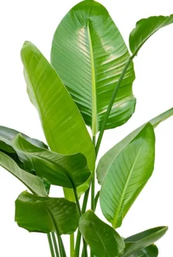 Strelitzia nicolai - Paradijsvogelplant