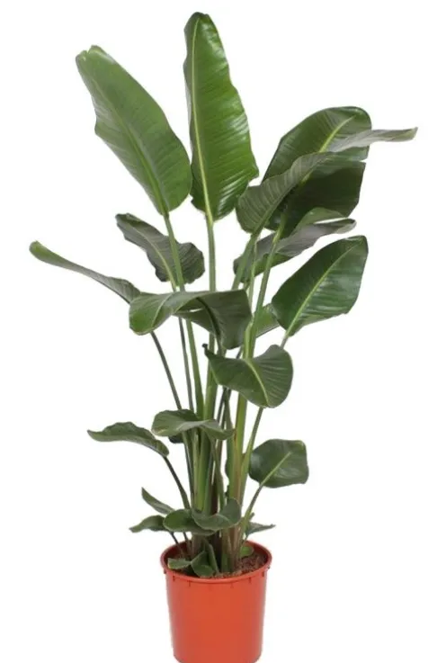 Strelitzia nicolai - Paradijsvogelplant