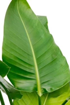 Strelitzia Nicolai - Paradijsvogelplant