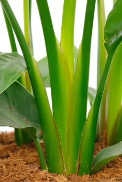 Strelitzia Nicolai - Paradijsvogelplant