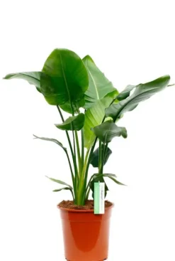 Strelitzia Nicolai - Paradijsvogelplant