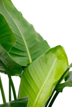 Strelitzia Nicolai - Paradijsvogelplant