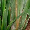 Strelitzia Nicolai - Paradijsvogelplant