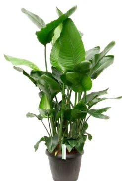Strelitzia Nicolai - Paradijsvogelplant