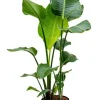 Strelitzia nicolai - Paradijsvogelplant