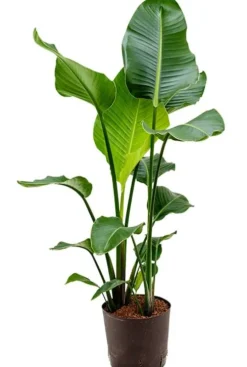 Strelitzia nicolai - Paradijsvogelplant