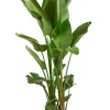 Strelitzia Nicolai - Paradijsvogelplant