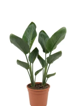Strelitzia Reginae - Paradijsvogelbloem