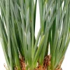 Strelitzia Reginae - Paradijsvogelbloem