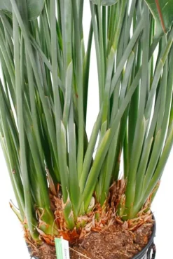 Strelitzia Reginae - Paradijsvogelbloem