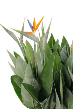 Strelitzia Reginae - Paradijsvogelbloem