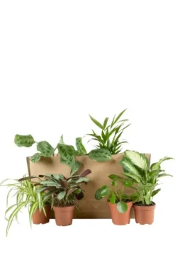 Surprise box - 6 stuks - Voordeelbox