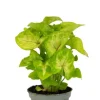 Syngonium Golden Allusion - Stekje