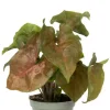 Syngonium Maria - Stekje