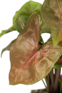 Syngonium Maria - Stekje