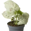 Syngonium Milk Konfetti