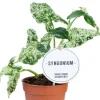 Syngonium Mottled