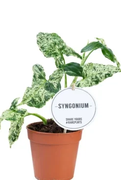 Syngonium Mottled