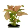 Syngonium Neon - Stekje