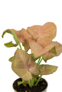 Syngonium Neon - Stekje