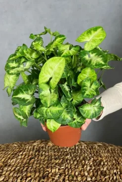 Syngonium pixie - Arrowhead