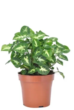 Syngonium pixie - Arrowhead