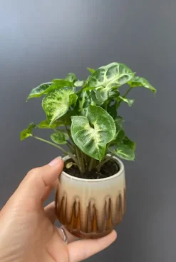 Syngonium Pixie - Stekje