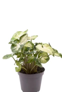 Syngonium Pixie - Stekje