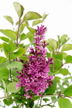 Syringa 'Bloomerang Dark Purple'