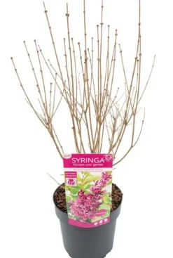 Syringa 'Bloomerang Dark Purple'