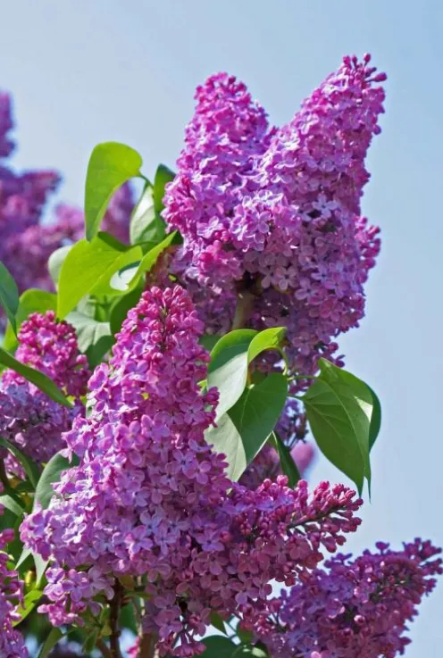 Syringa 'Bloomerang Dark Purple'