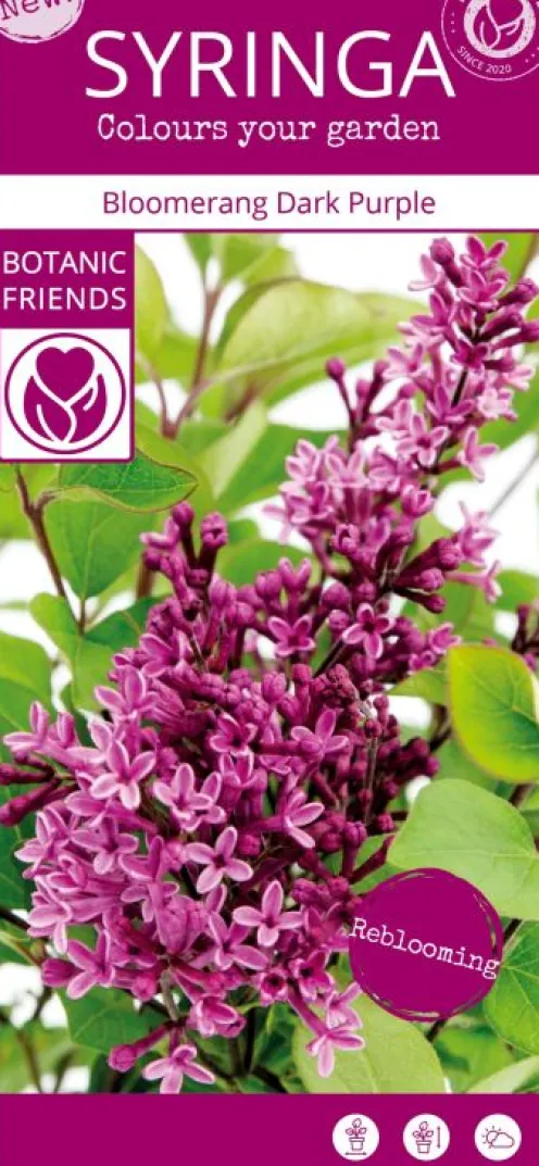 Syringa 'Bloomerang Dark Purple'