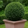 Taxus Collection Ball Ø38cm - Eibe
