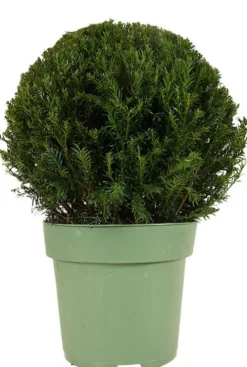 Taxus Collection Ball Ø38cm - Eibe