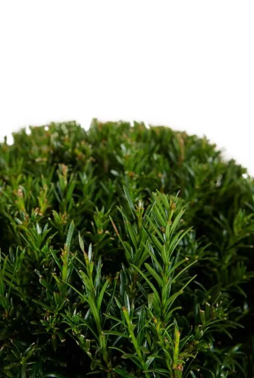 Taxus Collection Ball Ø32cm - Eibe