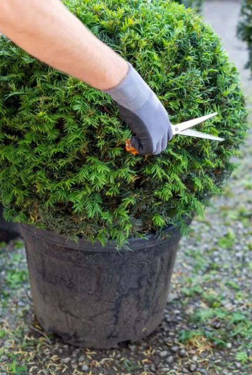 Taxus Collection Ball Ø32cm - Eibe