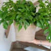 Terima-kasih Jute mand - naturel
