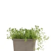 Thymus praecox 'Albiflorus' - Tijm
