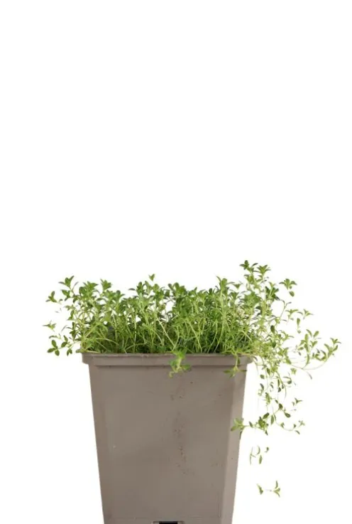 Thymus praecox 'Albiflorus' - Tijm