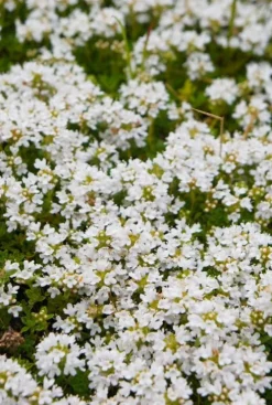 Thymus praecox 'Albiflorus' - Tijm