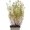 Thymus vulgaris - Tijm